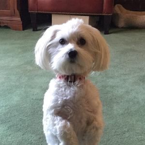 Meet your Posher, Joyce